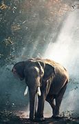 Image result for Samsung Cell Phone Elephant Screen