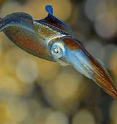Image result for Squid Animal