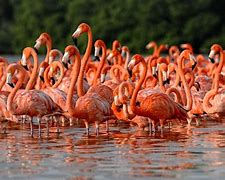 Image result for Flamingo Paradise