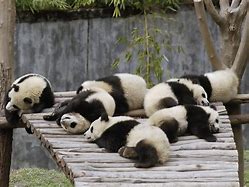 Image result for baby pandas sleep