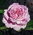 Image result for Purple Gold Plated Rose