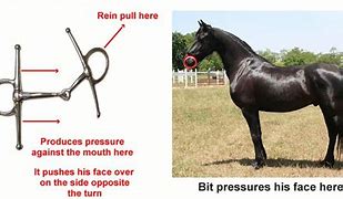 Image result for snaffle bits fit