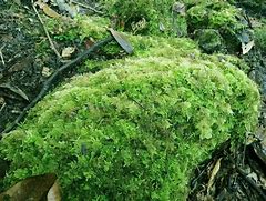 Image result for Growth of Fern Moss