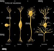 Image result for Neuron Shape