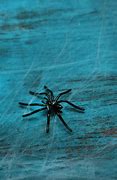 Image result for Black House Spider