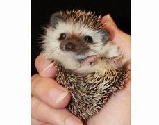 Image result for Hedgehog Defense