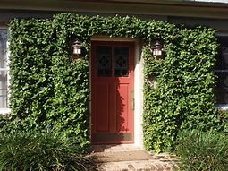 Image result for Command Hooks Creeping Fig