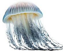 Image result for Jellyfish No Background