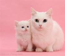 Image result for Mother Cat Kitten with White