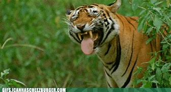 Image result for Funny Animal S GIF