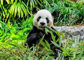 Image result for Habitat of Panda