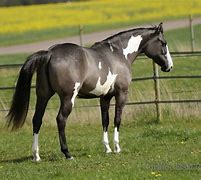 Image result for American Paint Quarter Horse