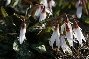 Image result for Erythronium dens-canis Snowflake