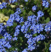 Image result for Purple Blue Spring Flowers
