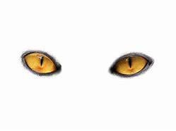 Image result for Cat Eyes PNG