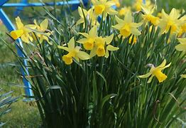 Image result for Narcissus February Gold
