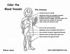 Image result for Central Venous Pressure Coloring