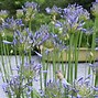 Image result for Agapanthus Dr Brouwer (Trumpet-Group)