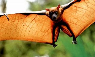 Image result for Bat Flying Mammal
