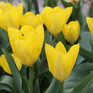Image result for Tulipa Purissima