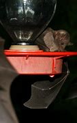 Image result for Pics of Bats at Hummingbird Feeders