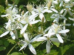 Image result for Clematis paniculata