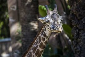 Image result for Los Angeles Zoo Giraffe
