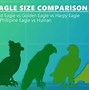Image result for Eagle Size Comparison Chart