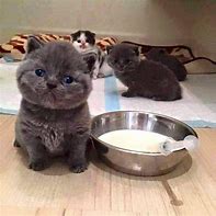 Image result for Fat Baby Cats