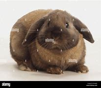 Image result for Front-Facing Rabbit