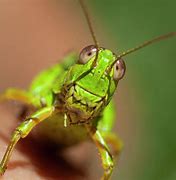 Image result for Large Green Cricket