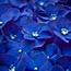 Image result for Blue Floral Wallpaper