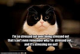 Image result for Stressed Out Meme Funny