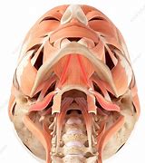 Image result for Under Jaw Anatomy