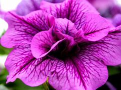 Image result for Pink Violet Flower
