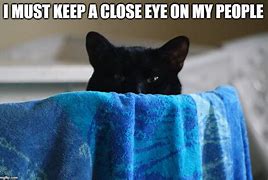 Image result for Spy Cat Meme