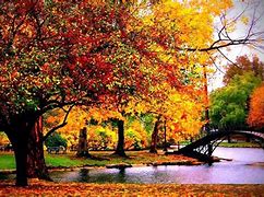 Image result for Windows XP Autumn Wallpaper