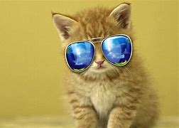 Image result for Cool Cat Pics