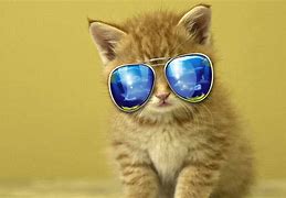 Image result for Cool Cat Backgrounds for Xbox