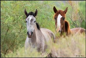 Image result for Arizona Wild Horses