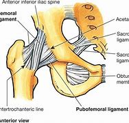 Image result for Anterior Hip Muscle Anatomy