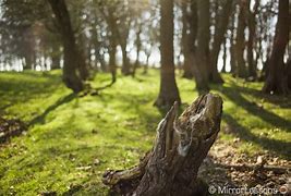 Image result for Leica M 240