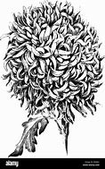 Image result for Chrysanthemum X Morifolium