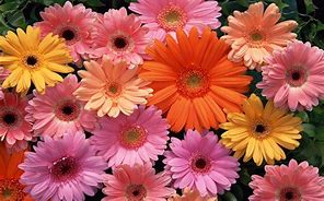 Image result for Cute Flowers Images Download