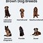 Image result for Brown Dog Breeds