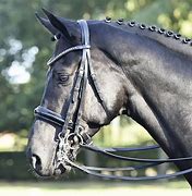Image result for Bridle Pick Up by Him