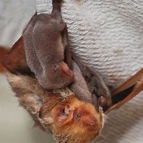 Image result for Cutest Bats Everrr