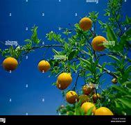 Image result for Valencia Orange