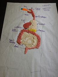 Image result for Life-Size Printable Model of the Digestive System