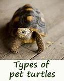 Image result for Flame Turtle Pet